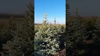 ЕЛКА ГОЛУБАЯ #растенияворонеж #ельколючаяглаука #крупномерыворонеж