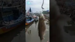 PESTA STREEK IKAN KETING DI ATAS JEMBATAN