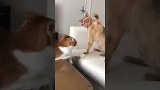 Dad is cheating on his wife