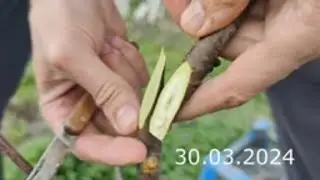 Cherry Grafting with Flower Bud What Will Happen // cherry grafting