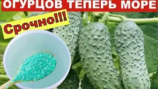 Потрясающий Результат! Июльская Подкормка для Максимального Урожая Огурцов томатов перца и т.д