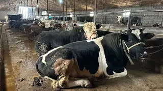 Буқа боқишдаги Хисоб-китоблар ва фойдалари
