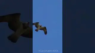 Osprey attacks an eagle on a nest 