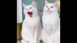 котики как тигры