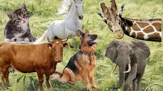 Sounds of wild animals, familiar animals  Elephants, dogs, horses, cows, cats