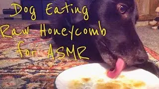 ASMR Dog Eating Raw Honeycomb (Extremely Sticky Mouth Sounds) [No Talking]