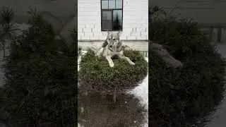 Что за птица? Новый подвид! 