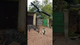 Two Fish Cat Eagle And Snake #shorts #eagle #cat
