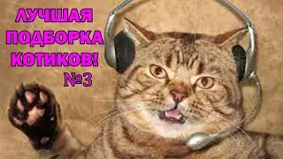 CМЕШНЫЕ КОТИКИ 2021 😹🤗 // 5 минут мега ржака // Лучшие приколы 2021 №3