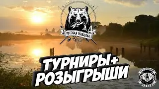 Стрим Русская Рыбалка 4 -  Турниры на  Линя  Стрим Русского Медведя