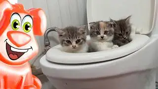 Кошка рожает котят на глазах у желейного пса Стасика.