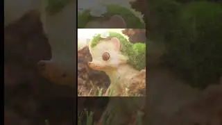 I made a hedgehog…but with moss 