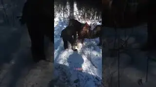 Конь убил огромного  волка... Видео 18+...