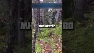 Дышащий лес 