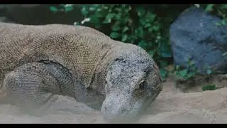 No Copyright Komodo Dragon Stock Footage | Biggest Lizard on Earth | Royalty Free