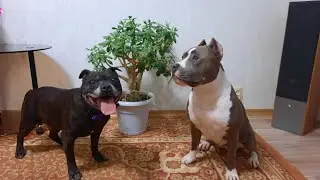 День Рождение, Холли💜 Исполнилось 2 года🎊🎁