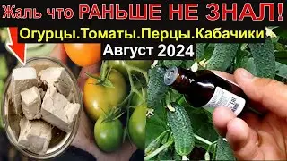 Я в Шоке! Огурцы , Томаты , Перец , Кабачек Завалят Урожаем