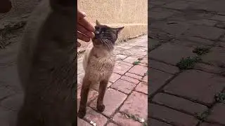 #животные