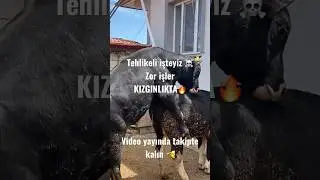 Buğarsak düveyi tohumlama Doğal inek tohumlama 