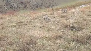 Ана ира Кабк чанг меган дар Шикор