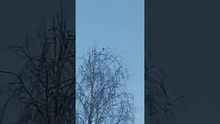 07.04.23. Дрозд поёт. Весенняя песня дрозда. Весна в Питере.