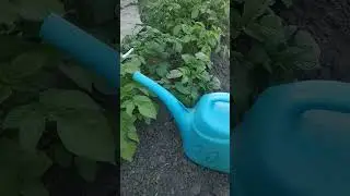 Как поливать картофель