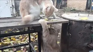 Славянск.30.10.24. Однажды в Среду. 🍂Котики, Уборка и Настроение. 🌞 Пельмени на Ужин.‼️cats