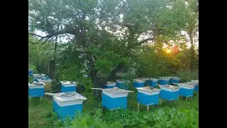 2022 год-Продам матки Карпатку! Карнику , Бакфаст