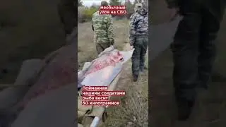 Бойцы поймали 60-килограммового толстолобика 
