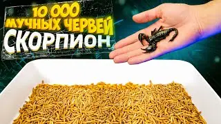 ЧТО ЕСЛИ К 10 000 МУЧНЫХ ЧЕРВЕЙ - ОПУСТИТЬ МЁРТВОГО СКОРПИОНА? СКОРПИОН VS МУЧНЫЕ ЧЕРВИ