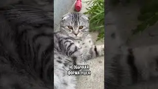От этих пород кошек чаще всего отказываются владельцы  