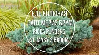 Ель колючая Сант Мериз Брум ( Picea pungens St. Mary’s Broom )  Краткое описание сорта.