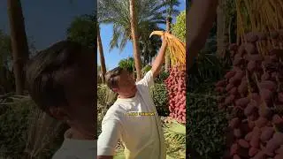 🏝️ Что растет на пальме! Отдых в Египте 🇪🇬 