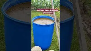 Азотная подкормка винограда перед цветением . #виноградлидчины #виноградникюриястражева ,