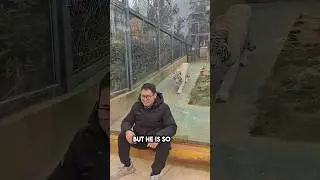 The Power of the Tiger🐯