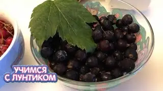 Учимся с Лунтиком | Три ягоды 🍓🍓🍓 Сборник мультиков для детей