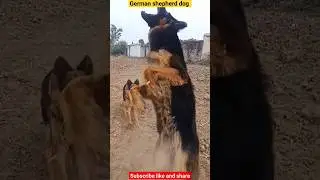German shepherd dog 🐕#shorts #shortvideo #shortsfeed #trending #animals #ytshorts #short