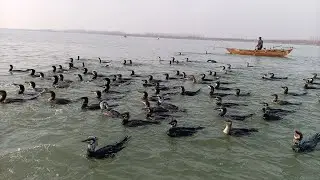 300 Con Chim Cốc Cùng Nhau Bắt Cá Không Đàn Cá Chép Nào Thoát Được