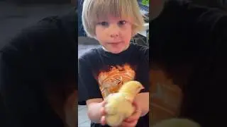 Цыплята учатся летать 