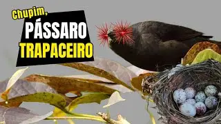 10 FATOS científicos e CURIOSOS do CHUPIM | QUEM é essa AVE PARASITA de NINHOS brasileira?