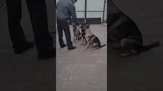 Дрессировка собак. Взаимодействие в группе. Group Dog's training.