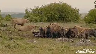 wild dogs vs lion 🔞🔞