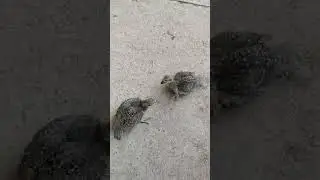 охота кеклик