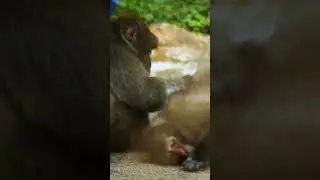 Getting the full macaque spa treatment | Blank Park Zoo  #wildlife #animals #zoo