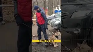 Пума Месси #жизнь #животные #жизньдоипосле