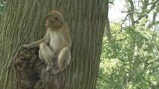 Monkey business! Playing hide and seek! Woburn safari!