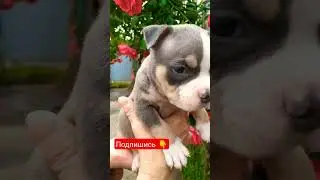 Мальчик голубой триколор, 5 недель. +79180691631