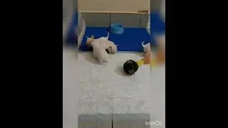 Щенкам чихуахуа 5 недель. Детки Лютика.