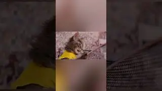 Эмоциональные игроки! 