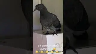 Україна, бойові голуби) боевые птицы, война в Украине, агрессия россии против Украины, боевые голуби